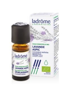 Lavande aspic (Lavandula latifolia)